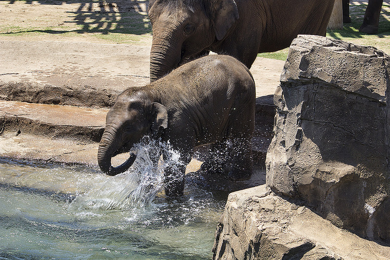 Elephants! – OKC Zoo Part 2